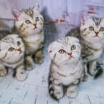 Photo of four kittens illustrates how cats can become addictive.