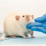 Photo of a lab rat similar to the ones used in research on the genetics of relapse during recovery.