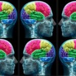 Brains illustration.