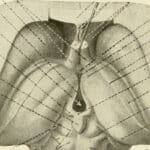 Image of the anatomy of the nervous system