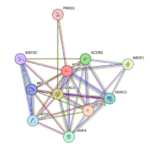 Image of HDAC5 protein , an epigenetic enzyme, from STRING interaction network.