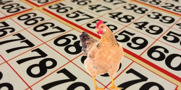 Image of a chicken superimposed on the image of a bingo card.