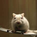 Photo of lab rat similar to the rats used to find a gut brain that regulates appetite.