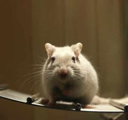Photo of lab rat similar to the rats used to find a gut brain that regulates appetite.
