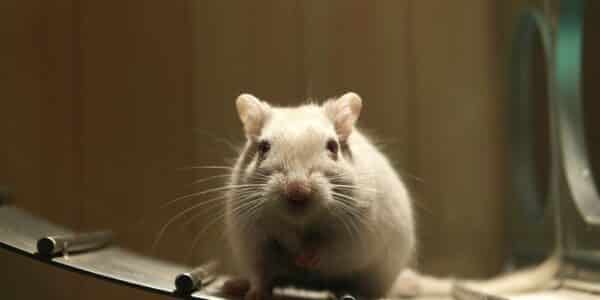 Photo of lab rat similar to the rats used to find a gut brain that regulates appetite.