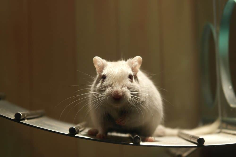 Photo of lab rat similar to the rats used to find a gut brain that regulates appetite.