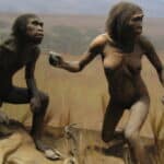 Photograph of an exhibit on the origins of humans at the New York City American Natural History Museum.