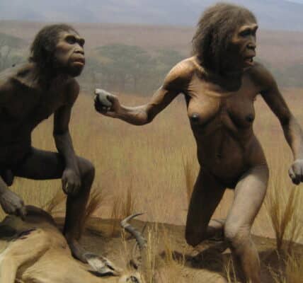 Photograph of an exhibit on the origins of humans at the New York City American Natural History Museum.