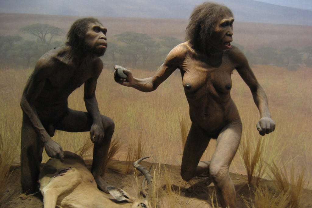 Photograph of an exhibit on the origins of humans at the New York City American Natural History Museum.