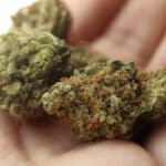 Photo of cannabis buds in a person's hand.