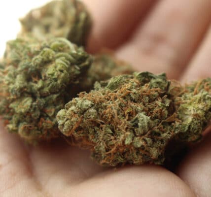 Photo of cannabis buds in a person's hand.