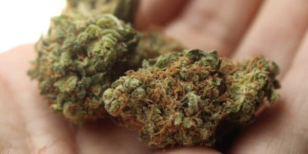 Photo of cannabis buds in a person's hand.