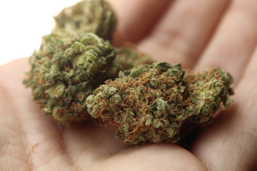 Photo of cannabis buds in a person's hand.