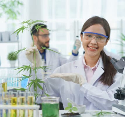 Photograph of researchers in a lab conducting tests on marijuana.