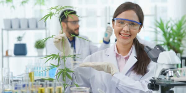 Photograph of researchers in a lab conducting tests on marijuana.