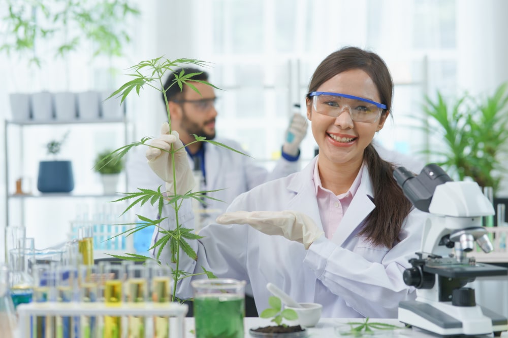 Photograph of researchers in a lab conducting tests on marijuana.