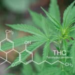 Cannabis plants growing at outdoor farms.