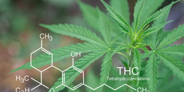 Cannabis plants growing at outdoor farms.