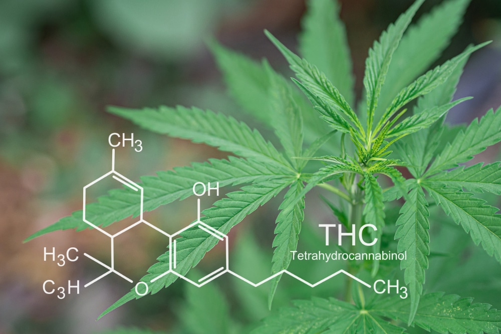 Cannabis plants growing at outdoor farms.