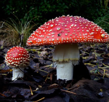 Photograph of Amanita Muscaria, also know as "magic mushrooms," which contain the hallucinogen psilocybin.