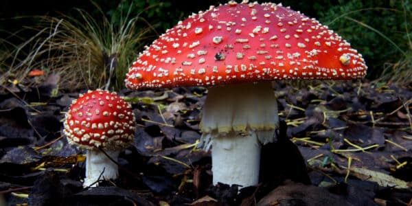 Photograph of Amanita Muscaria, also know as "magic mushrooms," which contain the hallucinogen psilocybin.
