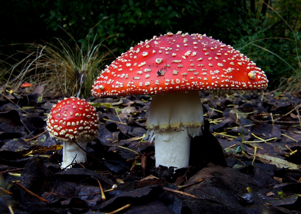 Photograph of Amanita Muscaria, also know as "magic mushrooms," which contain the hallucinogen psilocybin.