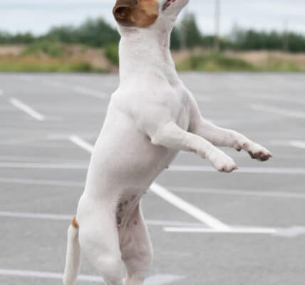 Photo of a Jack Russell Terrier leaping in a parking lot.