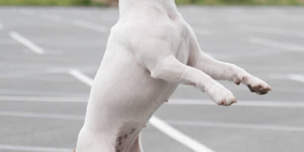 Photo of a Jack Russell Terrier leaping in a parking lot.