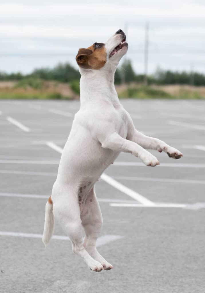 Photo of a Jack Russell Terrier leaping in a parking lot.
