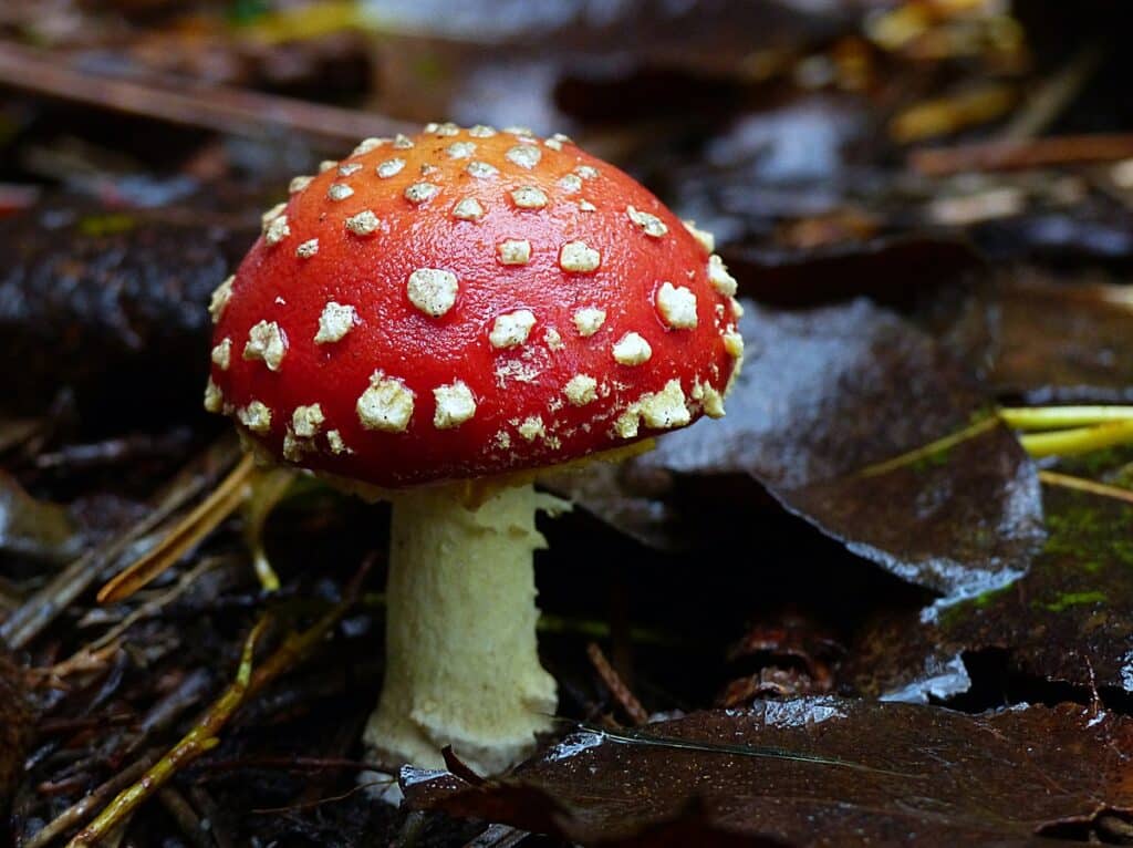 Photo of amanita muscaria, commonly known as fly agaric or fly amanita, is a mushroom and psychoactive fungus.