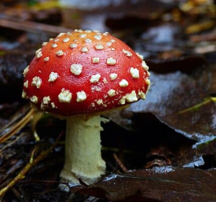 Photo of amanita muscaria, commonly known as fly agaric or fly amanita, is a mushroom and psychoactive fungus.