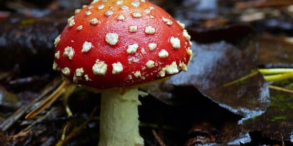 Photo of amanita muscaria, commonly known as fly agaric or fly amanita, is a mushroom and psychoactive fungus.