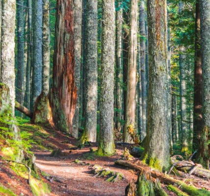 Photo of a trail in the woods.