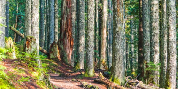 Photo of a trail in the woods.