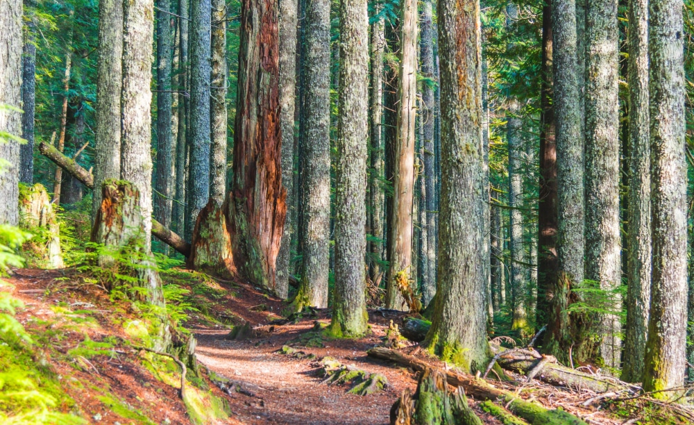 Photo of a trail in the woods.