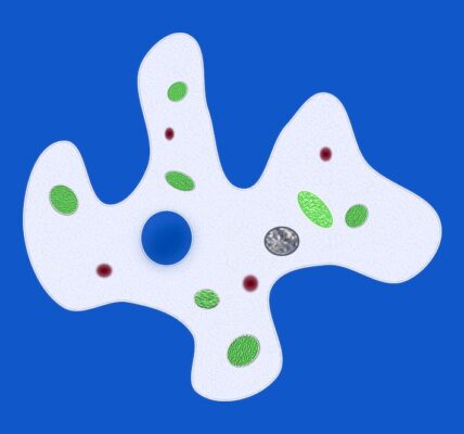 An image of amoebae.