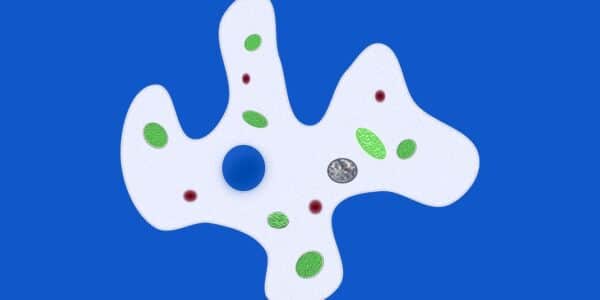 An image of amoebae.