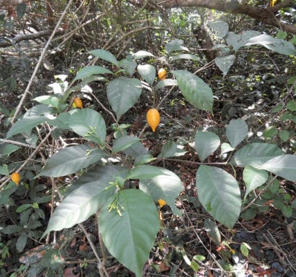 Photo of the plant Tabernanthe iboga, source of ibogaine.
