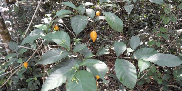 Photo of the plant Tabernanthe iboga, source of ibogaine.