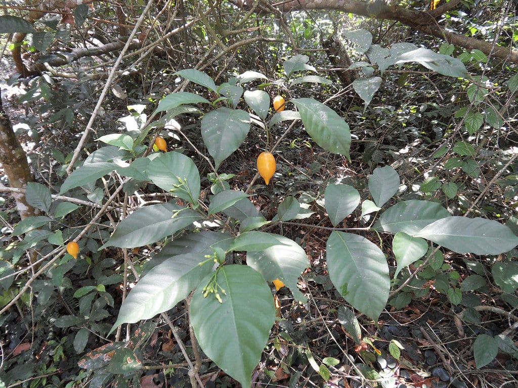 Photo of the plant Tabernanthe iboga, source of ibogaine.