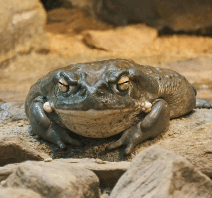 Photo of Sonoran Desert toad, source of the psychedelic drug 5-MeO-DMT.