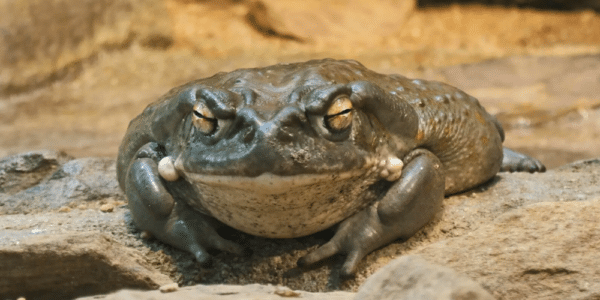 Photo of Sonoran Desert toad, source of the psychedelic drug 5-MeO-DMT.