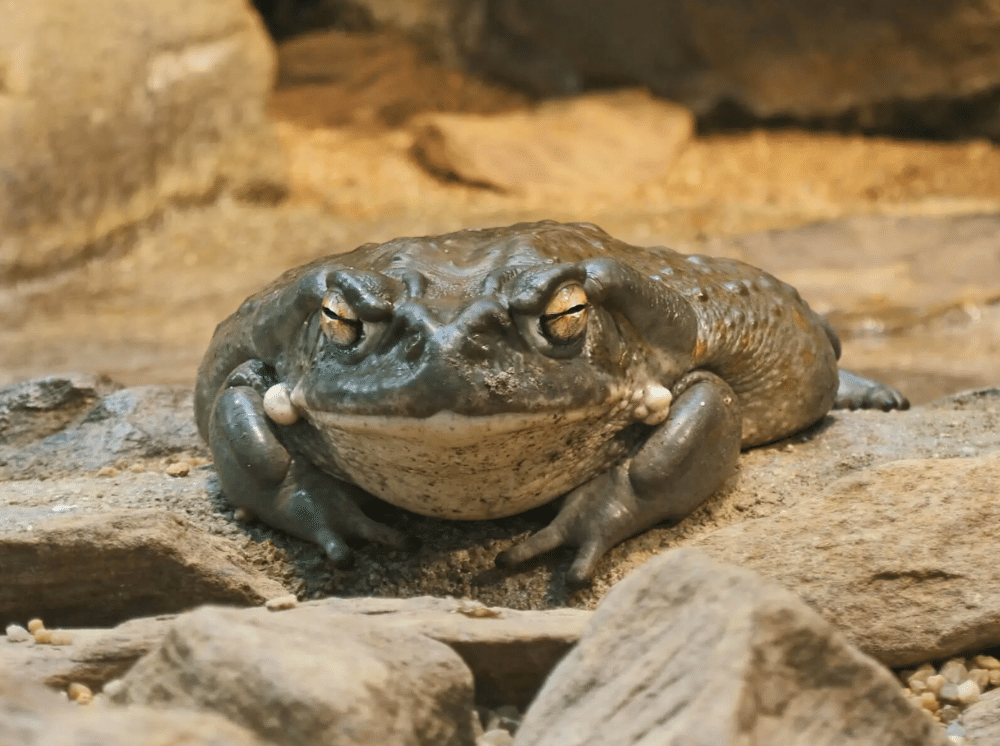 Photo of Sonoran Desert toad, source of the psychedelic drug 5-MeO-DMT.