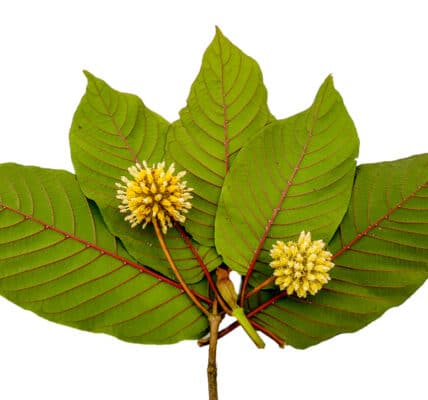 photo of red vein kratom leaves with flowers.