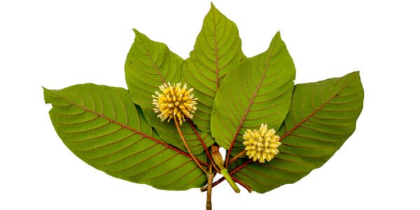 photo of red vein kratom leaves with flowers.