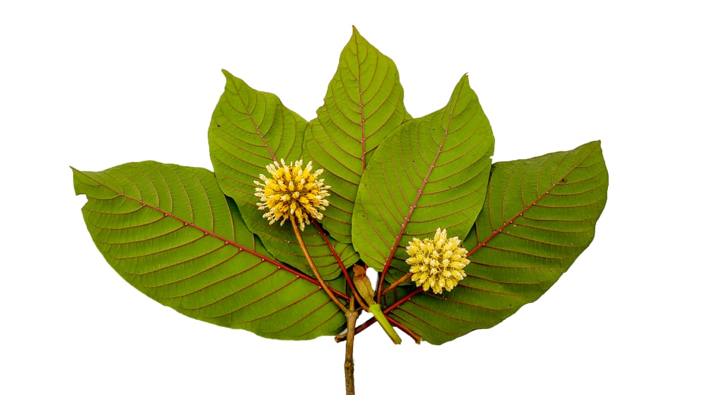 photo of red vein kratom leaves with flowers.