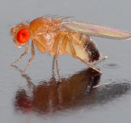 Photo of the Drosophila fruit fly used to test the connection between appetite and addiction.