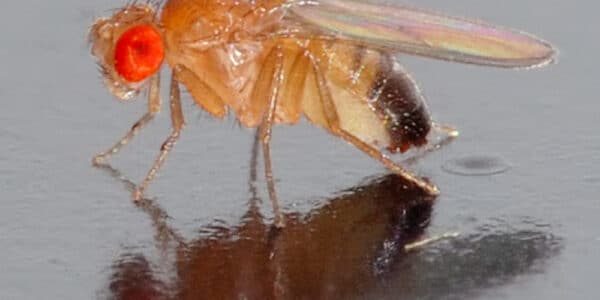Photo of the Drosophila fruit fly used to test the connection between appetite and addiction.