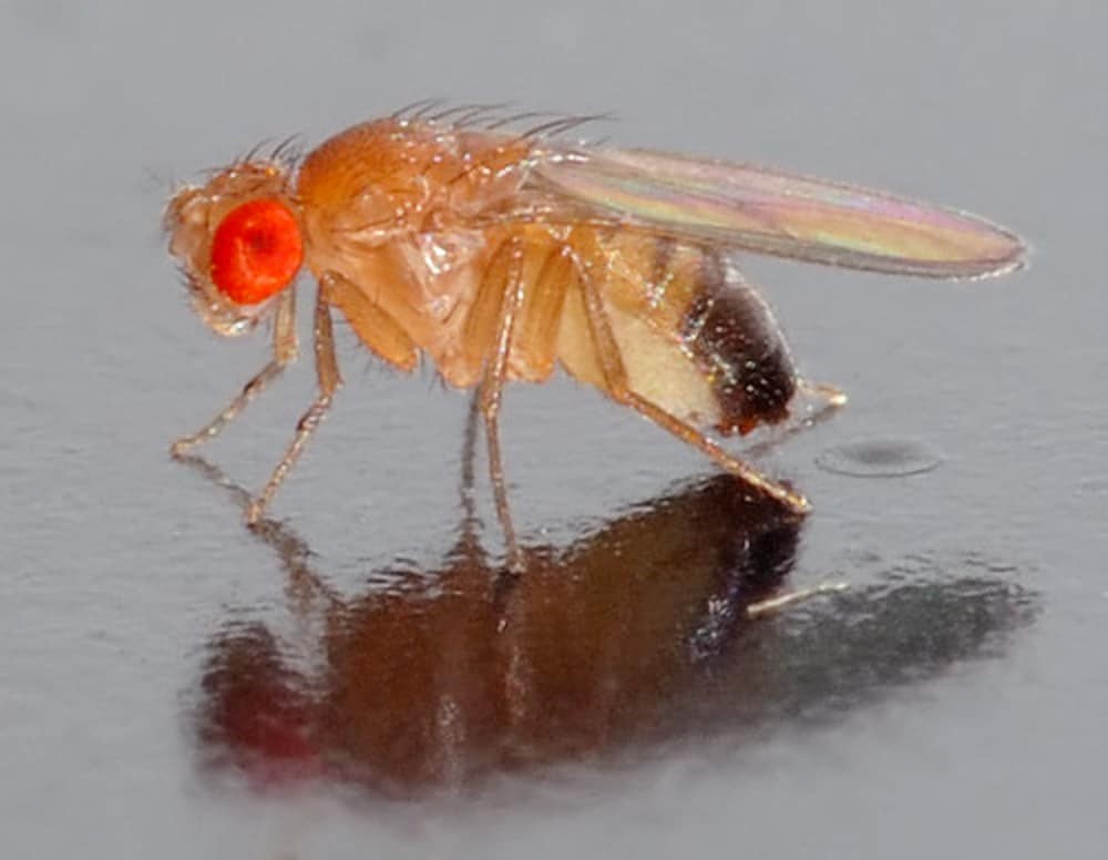 Photo of the Drosophila fruit fly used to test the connection between appetite and addiction.