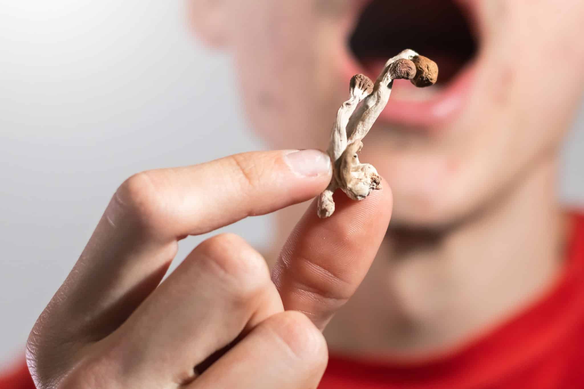 GLP-1 Effects on Psilocybin Mushrooms